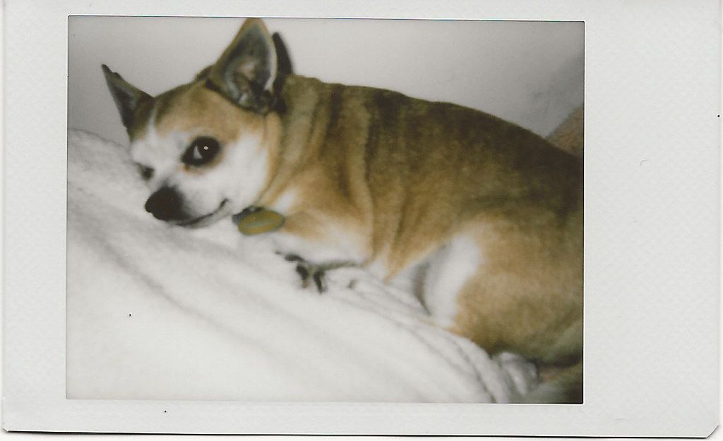 Instax Mini Canada Film! Photography Concentrate